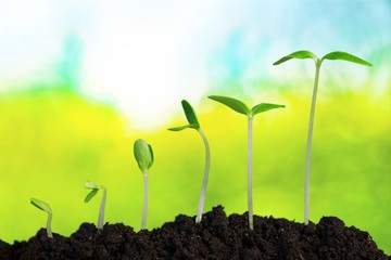 Growth of new life on  background