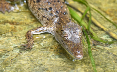 Young crocodile (Crocodylus acutus ) in its habitat waters in wild Panama rain forest river.
