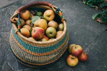 Apfelernte im Herbst  mit Apfelkorb