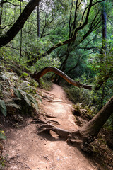 Hiking trail through the lush forests of Mt Tamalpais State Park, Marin County, north San Francisco bay area, California