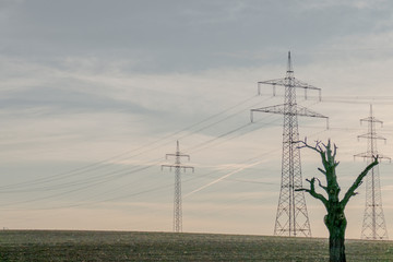 Strommasten und toter Baum