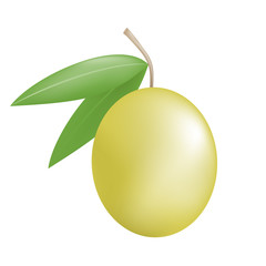 nature olive illustration