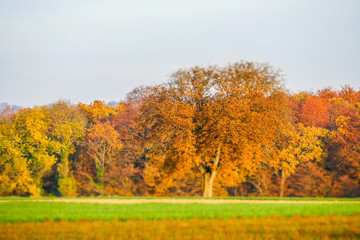 Fototapeta na wymiar Baum im Herbst Miniatur