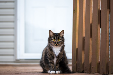 Maine Coon American Shorthair Mixed Cat on a Porch in front of a White Door