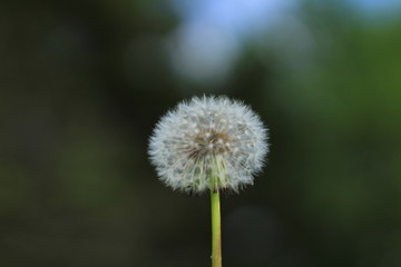 Dandelion 2