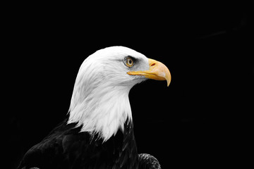 Adler 