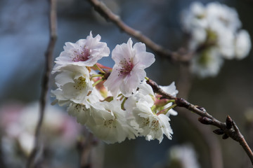 Kofuku-Sakura; A kind of cherry blossoms blooming in autumn