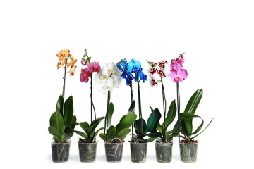 Beautiful tropical orchid flowers in pots on white background