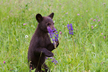 Baby black bear cub smelling a purple flower