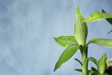 Green bamboo plant on color background, closeup. Space for text
