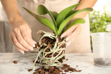Foto op Canvas Woman transplanting orchid plant on table, closeup © New Africa