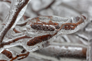 ice covered branches