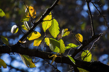 Autumn Cherry Leaves