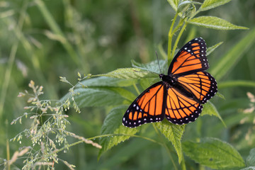 orange and black monarch butterfly resting on green foliage with blurred background