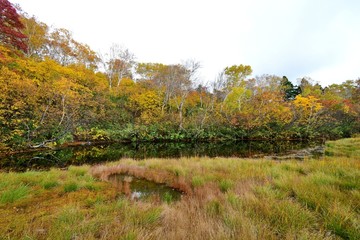 八甲田山 酸ヶ湯 湿原の秋情景