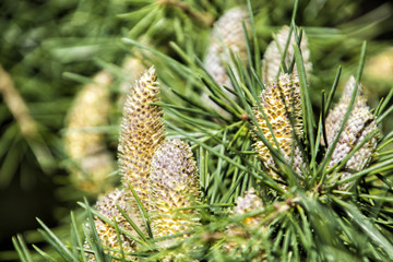Cone of a Pine tree; Pinecone