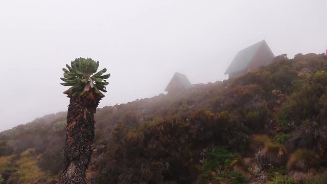 Static shot of a Giant groundsel, senecio kilimanjari and cottages, near Horombo hut, on mount Kilimanjaro, on a misty and foggy day, in Tanzania, Africa
