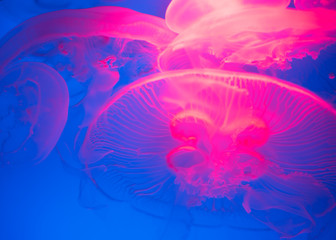 A group of illuminated jellyfish