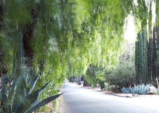 Row Of Pepper Trees In Ojai, California