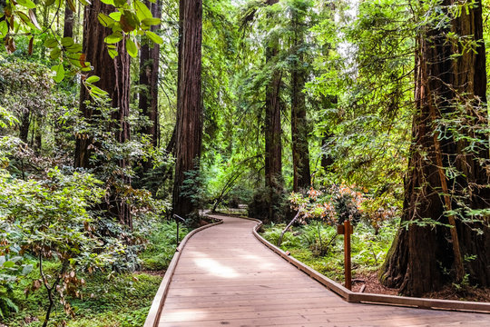 Boardwalk going through the redwood forests of Muir Woods National Monument, north San Francisco bay area, California