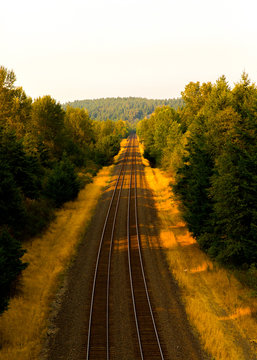 Railroad Tracks In Forest
