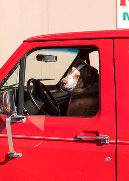 Dog Driving Red Truck