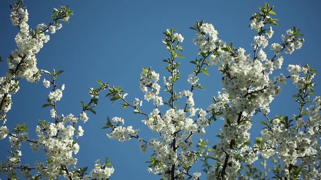 blooblooming plum tree with white flowers on a sunny day