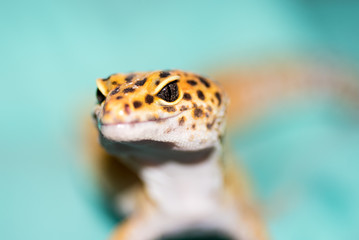 Gecko Closeup with Focus on the Reptilian Eyes