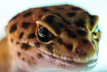 Gecko Closeup with Focus on the Reptilian Eyes