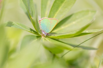 Beautiful spring butterfly sitting on plant