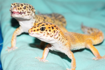 Gecko Closeup with Focus on the Reptilian Eyes