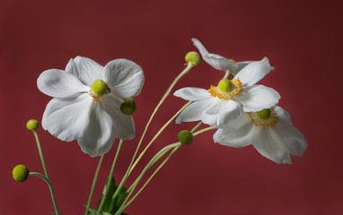 Naklejka na ściany i meble Elegant bouquet of white Japanese anemone flowers isolated on red background