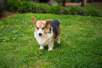 Old Corgi in a Green Field 