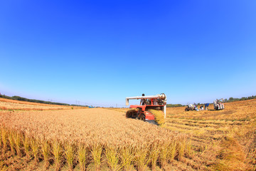 Harvester machine is harvesting rice