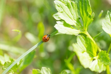 Ladybird walking on green plant in spring day