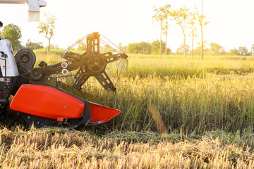 Harvester agriculture machine and harvesting in rice field working