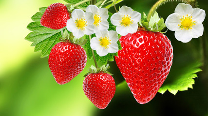 tasty garden strawberries on  dark green nature background