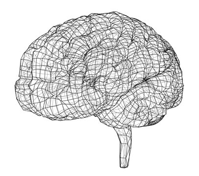 3D outline brain. Vector rendering of 3d
