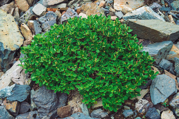 Multicolored boulder stream. Loose rock close up. Plants among randomly scattered stones. Amazing detailed background of highlands boulders with rich vegetation. Natural texture of mountain terrain.