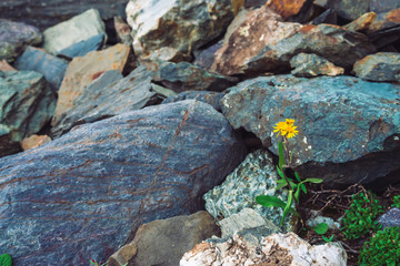 Multicolored boulder stream. Loose rock close up. Yellow flower among randomly stones. Amazing detailed background of highlands boulders with mosses and lichens. Natural texture of mountain terrain.