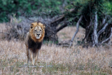 Old male lion in the rain in the Kruger National Park in South Africa