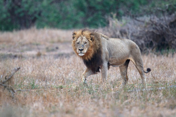 Old male lion in the rain in the Kruger National Park in South Africa