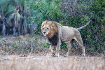 Old male lion in the rain in the Kruger National Park in South Africa