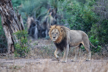 Old male lion in the rain in the Kruger National Park in South Africa