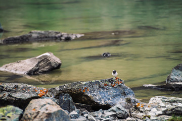 Small cute bird on stones near water close up. Amazing flying plump animal on boulder. Mosses and lichens on rocks. Mountain lake on background. Marshland with copy space.