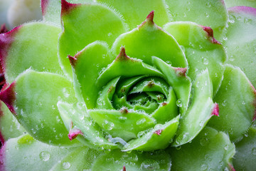 Sempervivum tectorum Royanum, green and red Houseleek succulent plant rosette with rain drops...