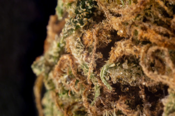 An extreme close up of the side of a marijuana bud using a macro tube.