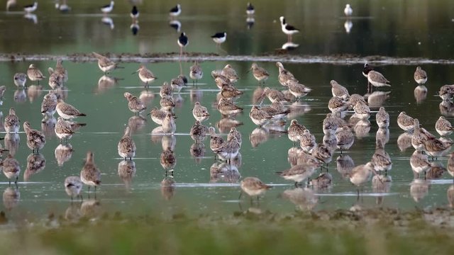 Bar tailed godwit flock feeding in New Zealand estuary pond during migration