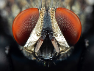 Macro Photo of Face of House Fly Isolated on Background