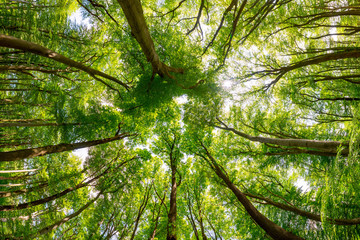 Obraz premium Zielone wierzchołki drzew w lesie jako tło